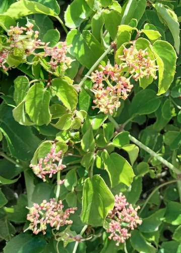 Cyphostemma adenocaule (Aserkush) — photo