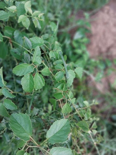 Cyphostemma adenocaule