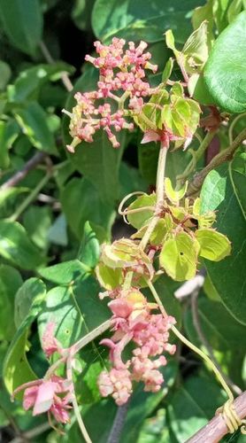 Cyphostemma adenocaule (Aserkush) — photo