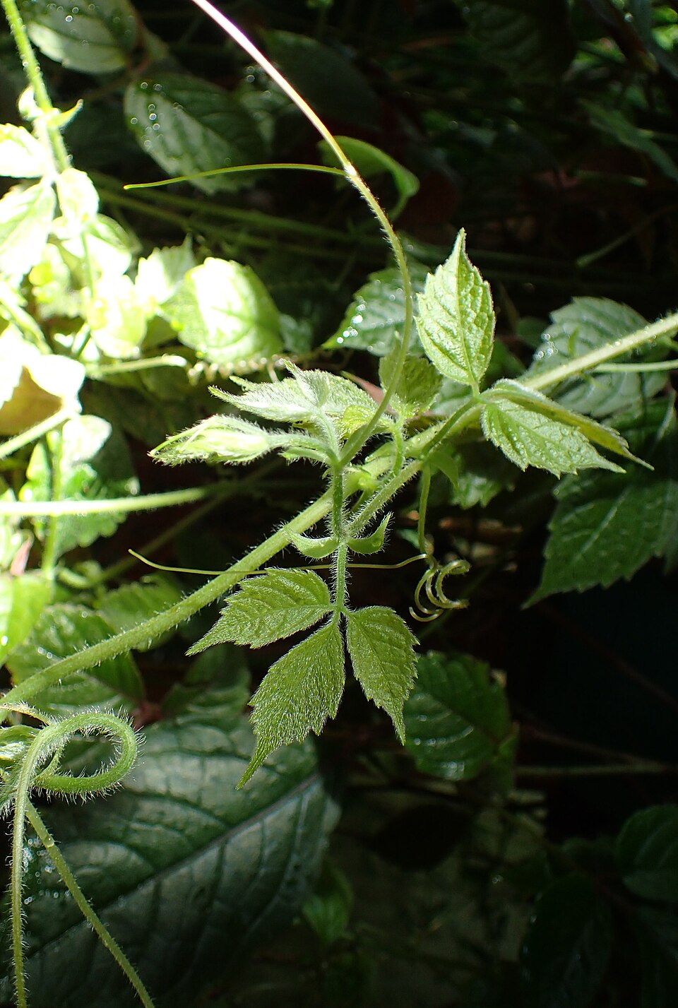 Cyphostemma adenopodum — photo