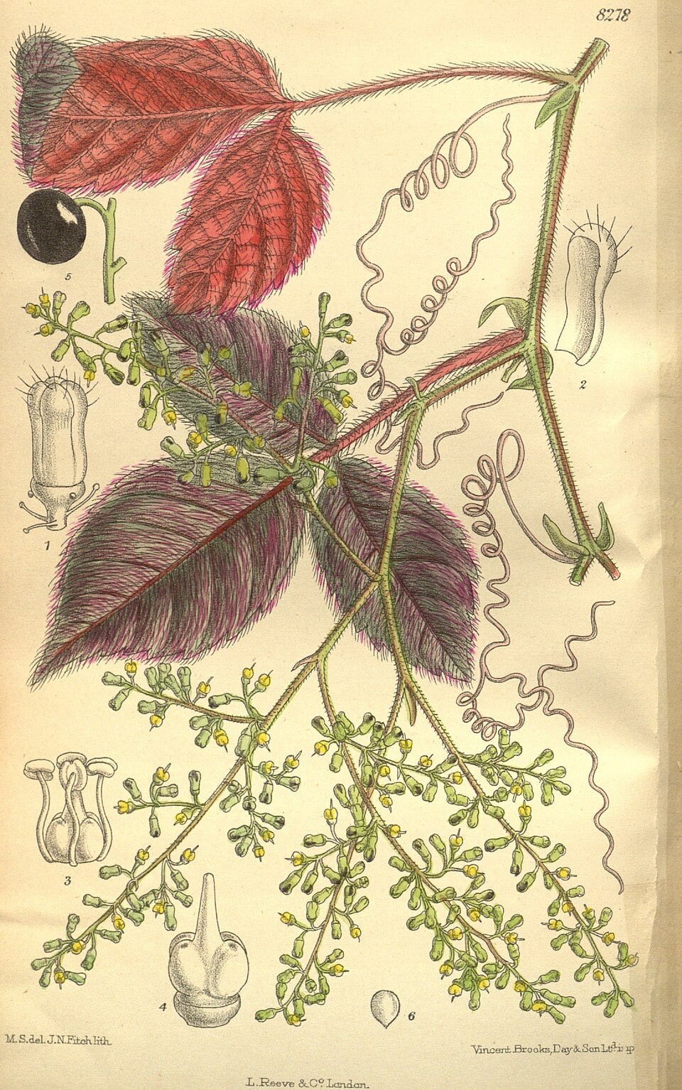 Cyphostemma adenopodum