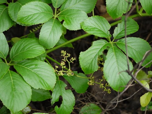Cyphostemma auriculata (Eared cyphostemma) — photo
