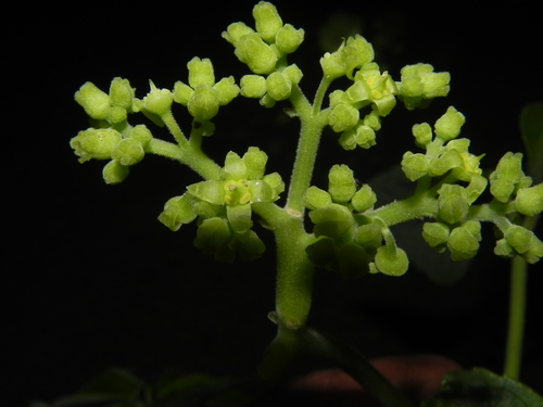 Cyphostemma auriculata
