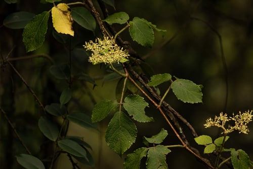 Cyphostemma bambuseti