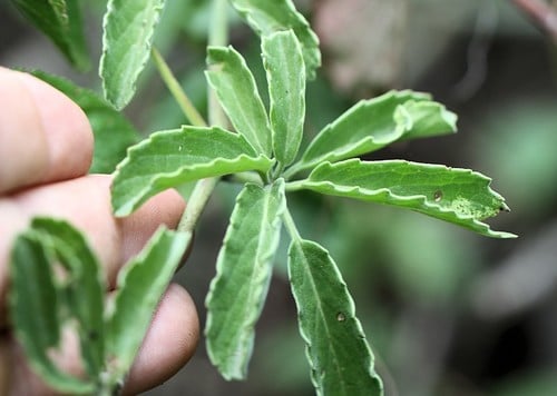 Cyphostemma buchananii