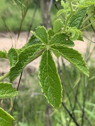 Cyphostemma cirrhosum subsp. transvaalense — photo