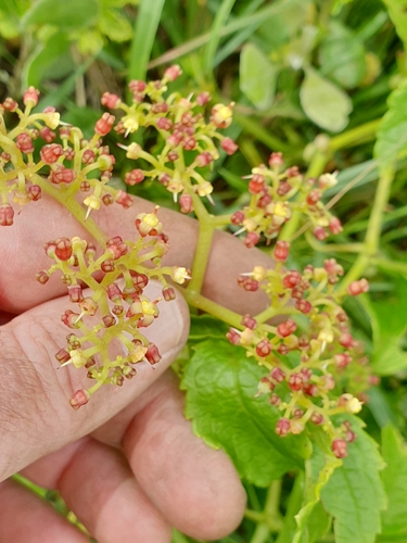 Cyphostemma cirrhosum subsp. transvaalense — photo