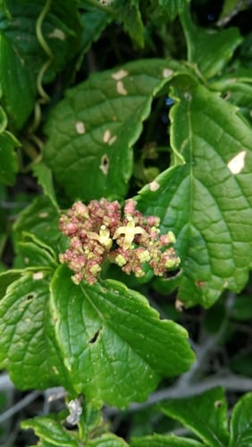 Cyphostemma cirrhosum subsp. transvaalense