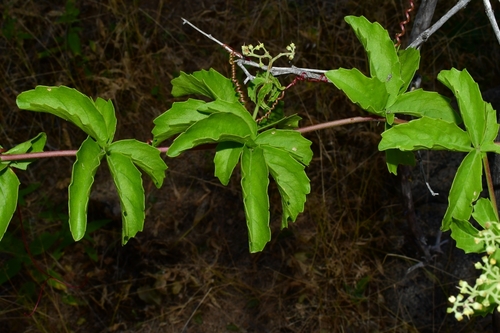 Cyphostemma congestum — photo