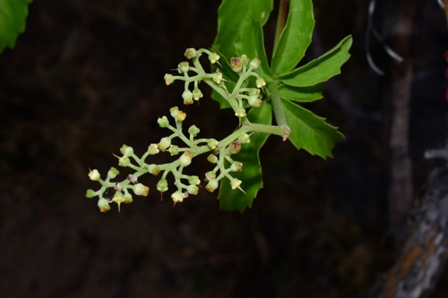 Cyphostemma congestum — photo