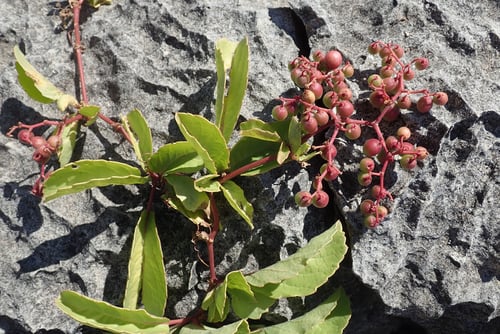 Cyphostemma congestum