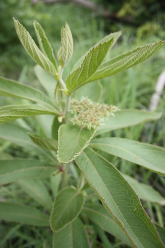 Cyphostemma crotalarioides (Bushy wild grape) — photo