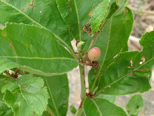 Cyphostemma crotalarioides (Bushy wild grape) — photo