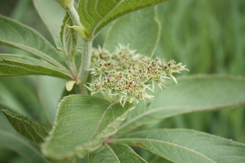 Cyphostemma crotalarioides