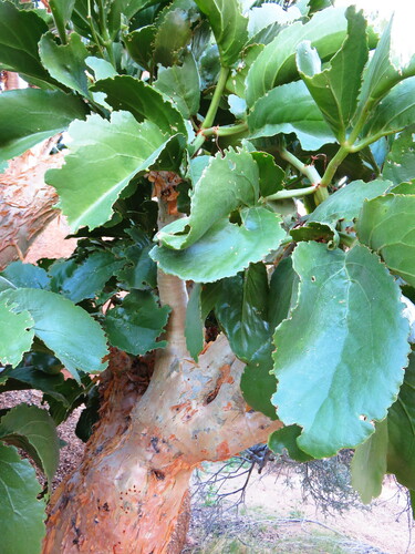 Cyphostemma currorii (Kobas) — photo