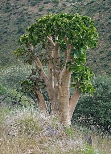 Cyphostemma currorii