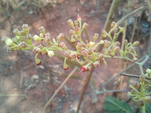 Cyphostemma junceum (Purplebloom wild grape) — photo