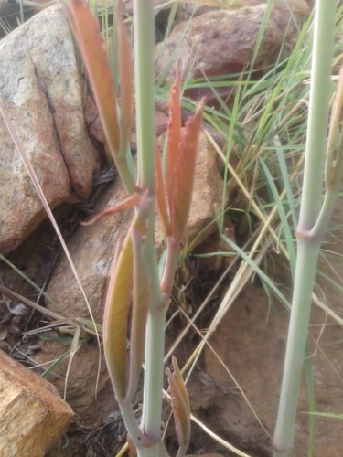 Cyphostemma junceum (Purplebloom wild grape) — photo