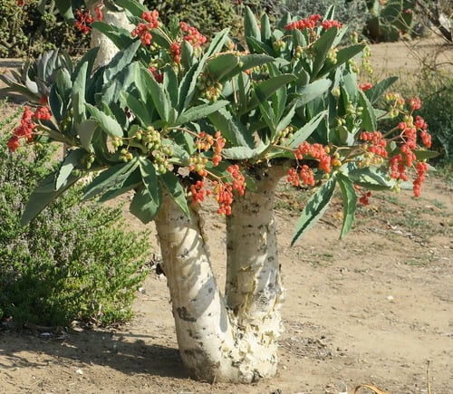 Cyphostemma juttae