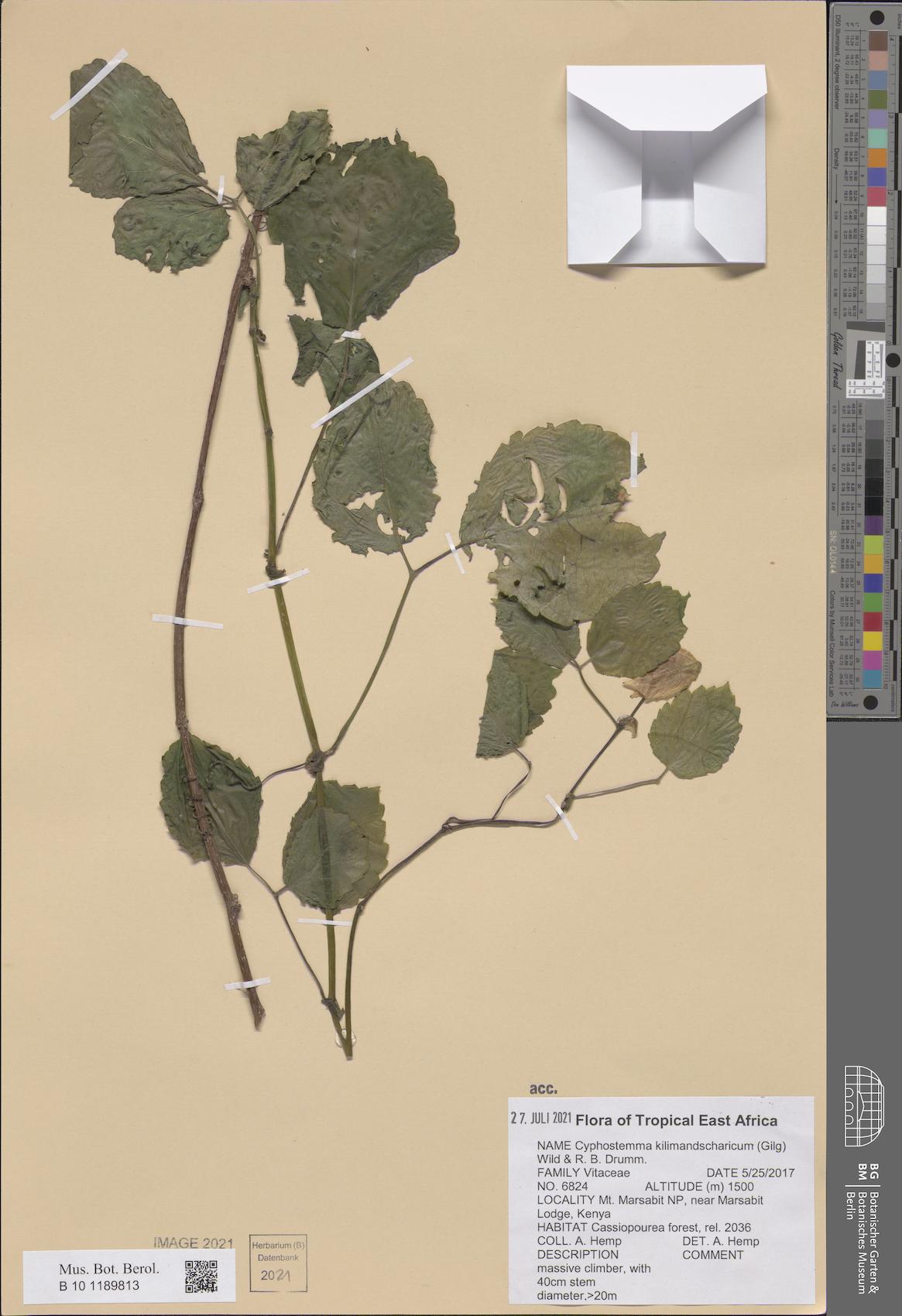 Cyphostemma kilimandscharicum