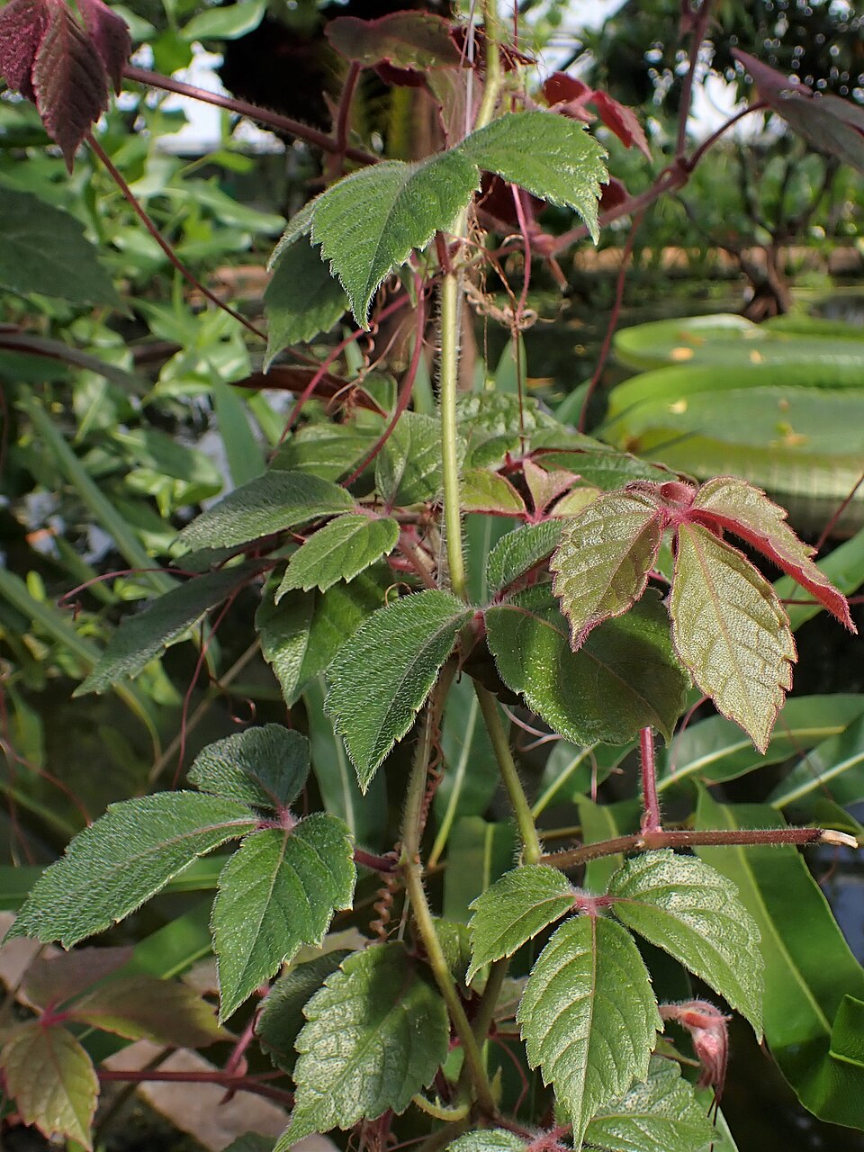 Cyphostemma njegerre