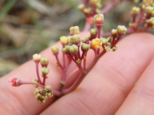 Cyphostemma oleraceum — photo