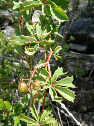 Cyphostemma quinatum