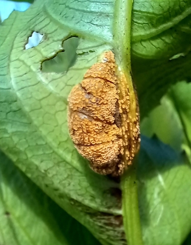 Cyphostemma rhodesiae — photo