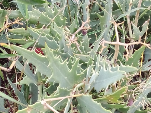 Cyphostemma segmentatum