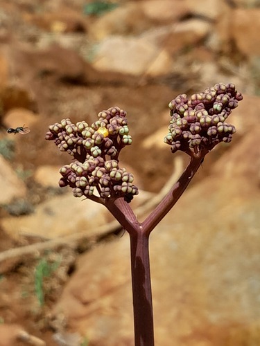 Cyphostemma segmentatum — photo