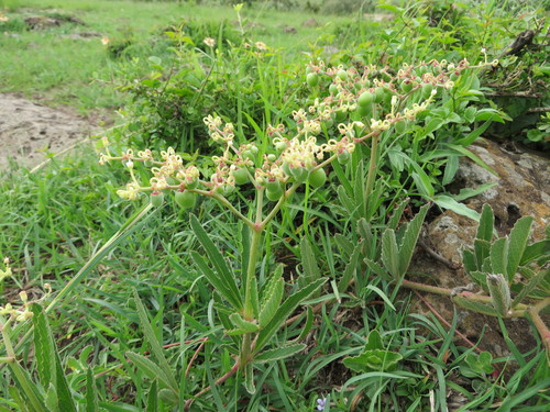 Cyphostemma serpens