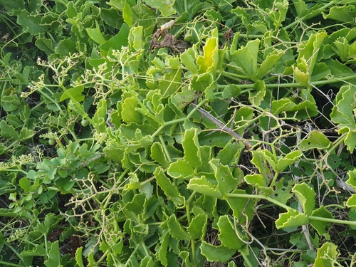 Cyphostemma setosum