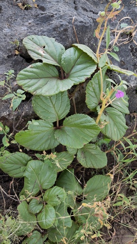 Cyphostemma ternatum — photo