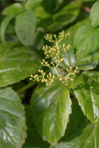 Cyphostemma ternatum