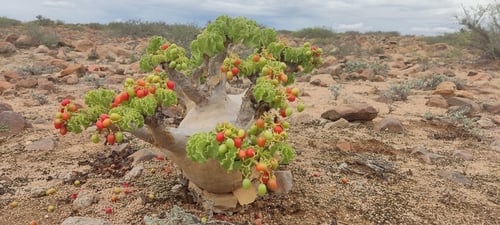 Cyphostemma uter (South west African grapes) — photo