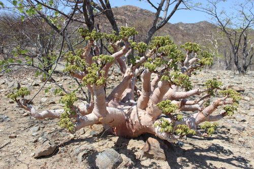 Cyphostemma uter