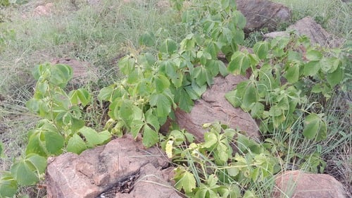 Cyphostemma woodii (Hairy grape bush) — photo