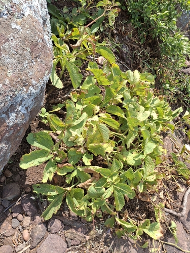 Cyphostemma woodii (Hairy grape bush) — photo