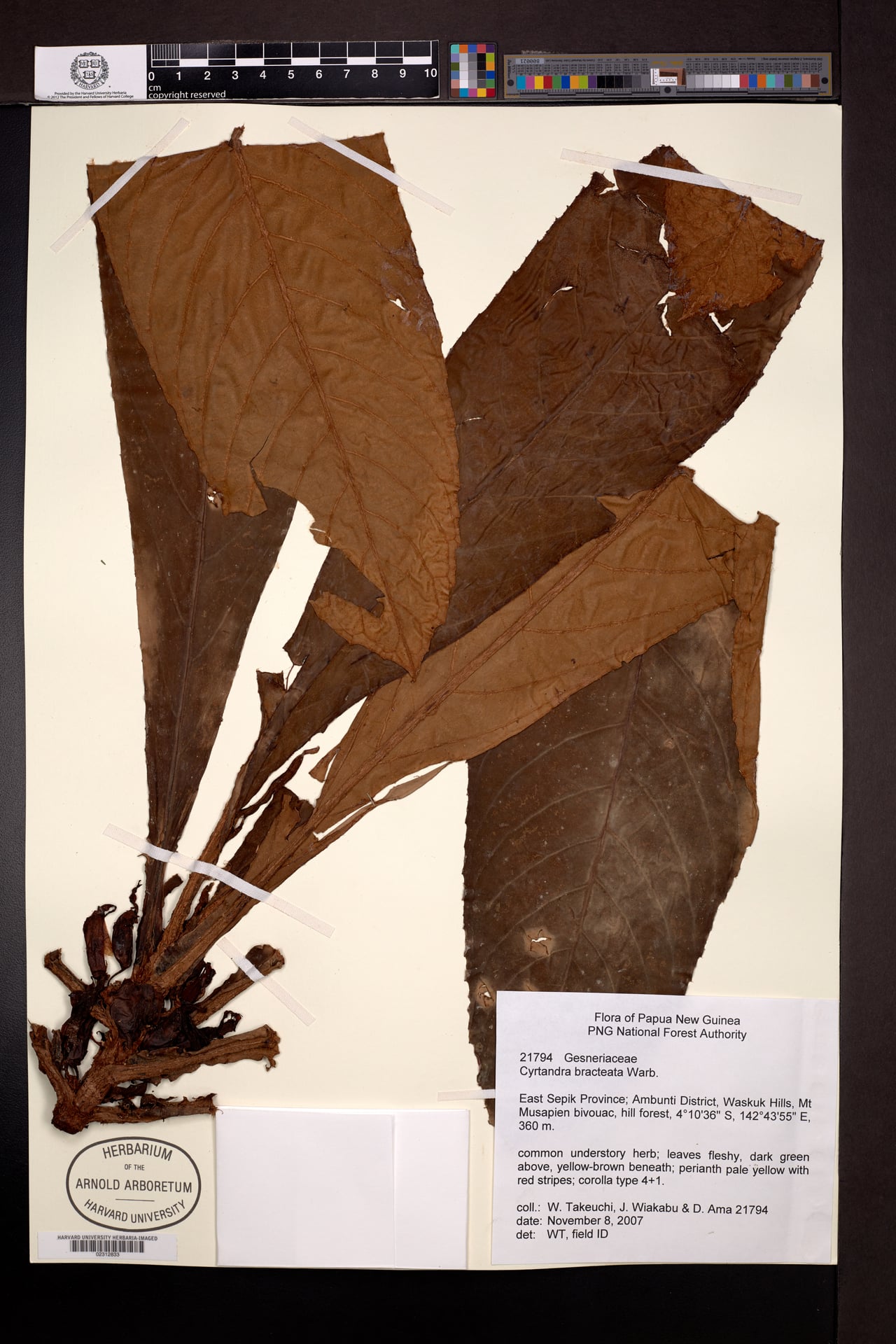 Cyrtandra bracteata — photo