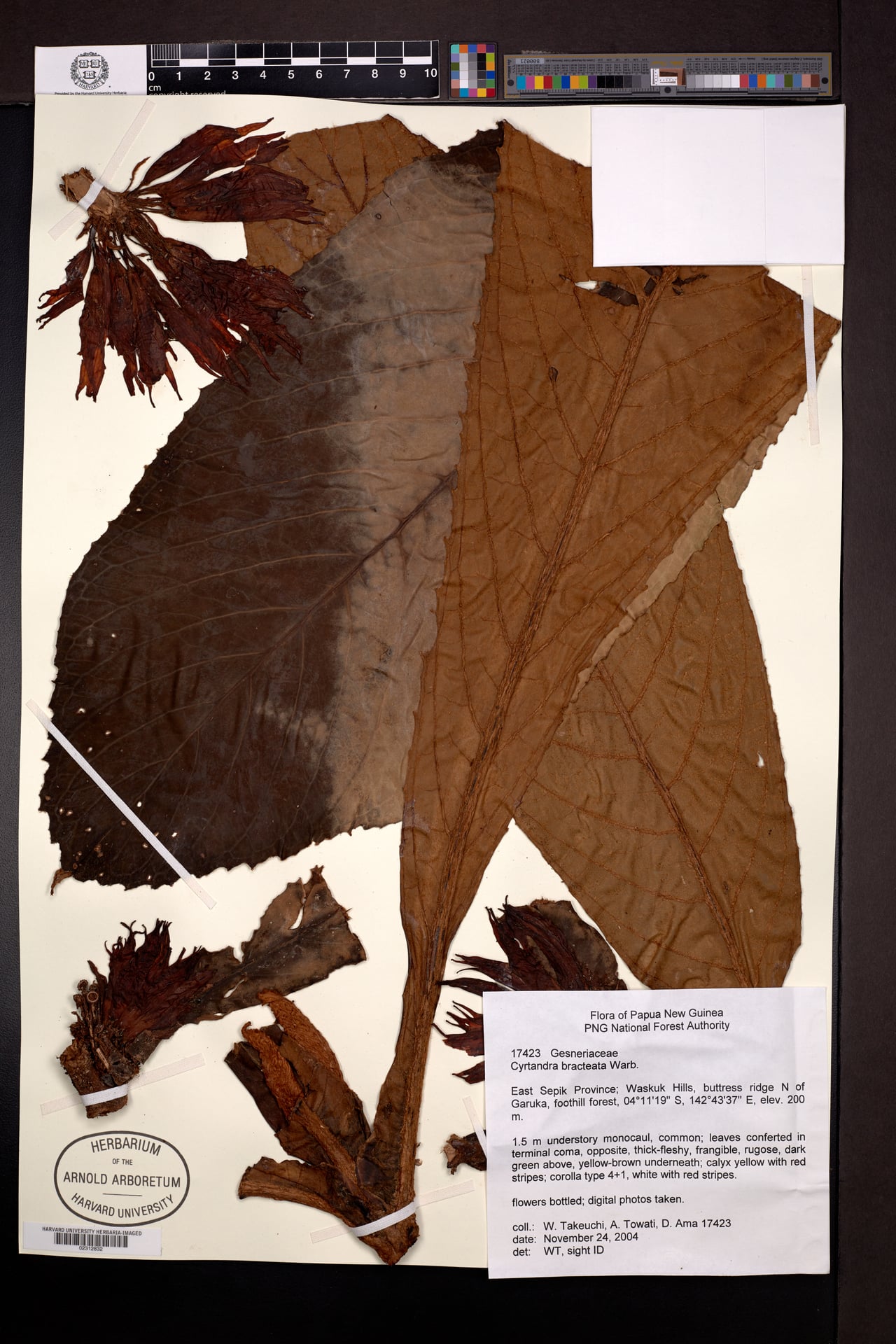 Cyrtandra bracteata — photo