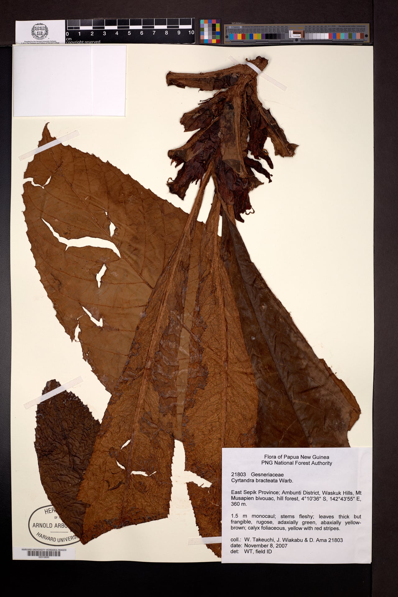 Cyrtandra bracteata