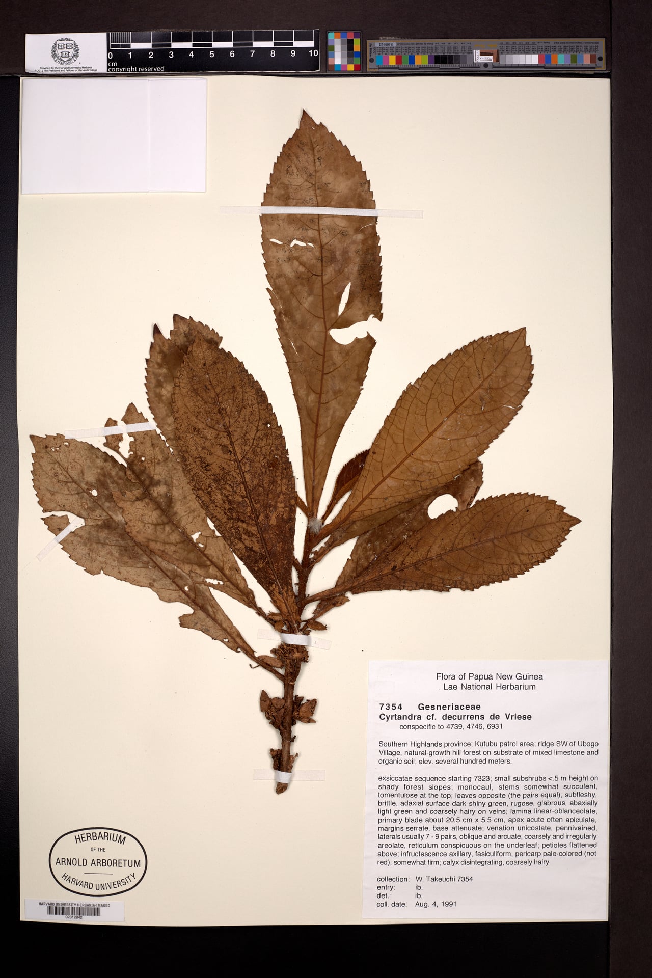Cyrtandra decurrens (Daun laur) — photo