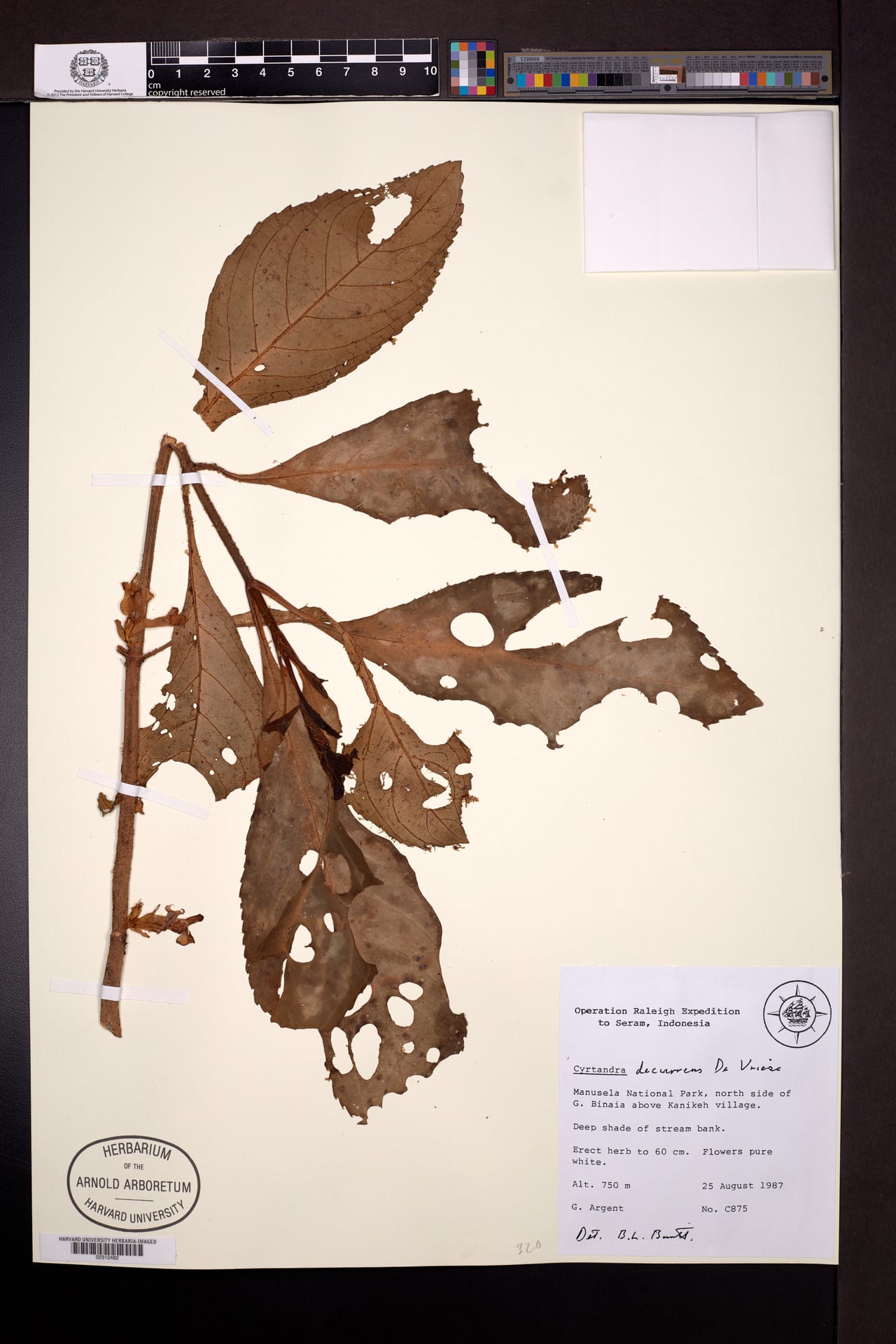 Cyrtandra decurrens (Daun laur) — photo