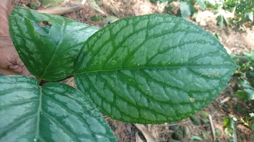 Cyrtandra pendula (Rock Sorrel) — photo