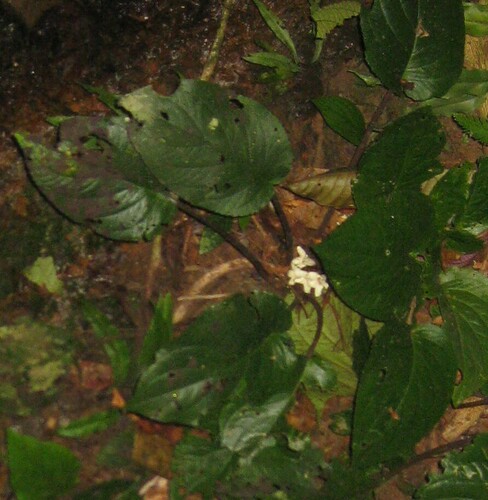 Cyrtandra pendula