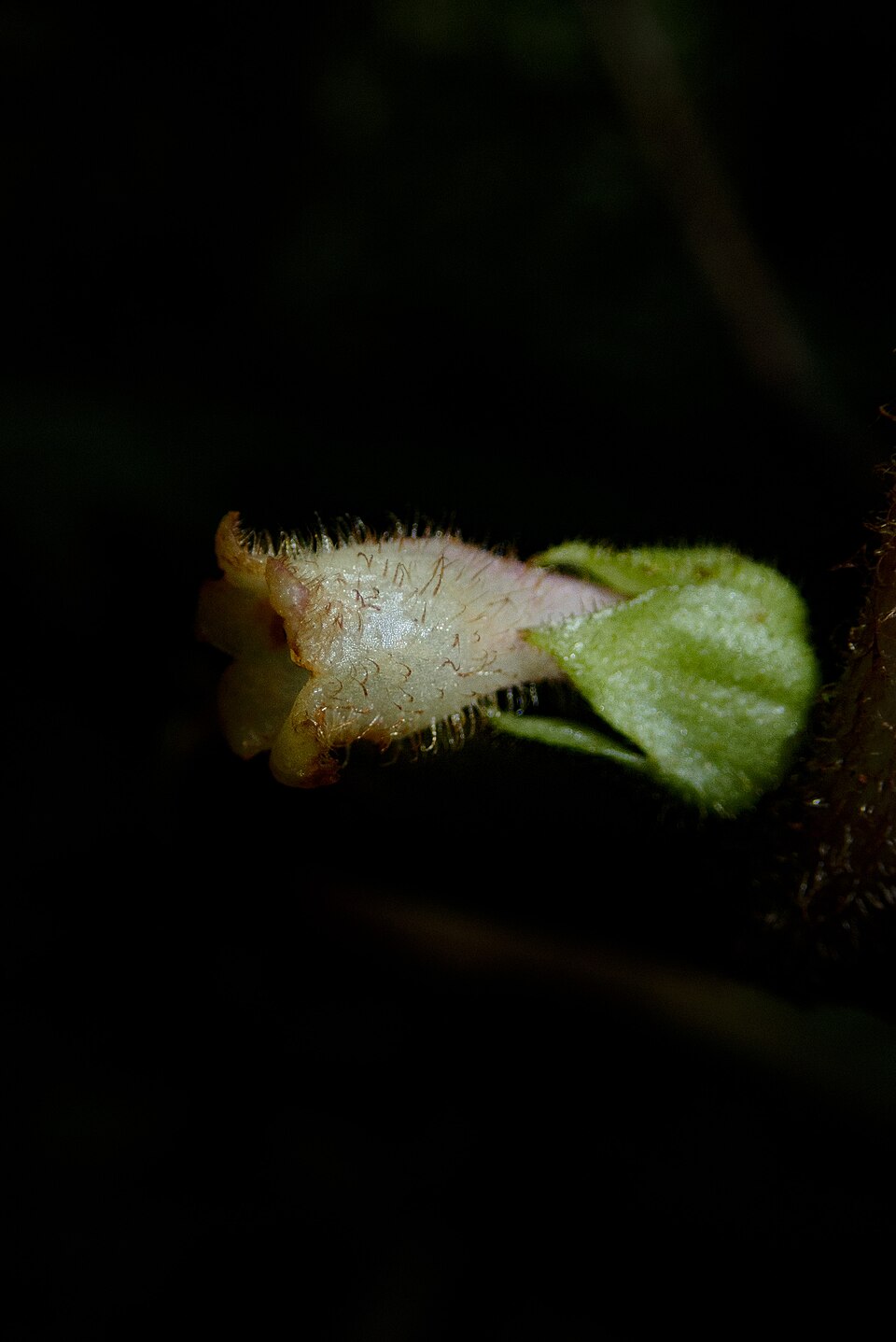 Cyrtandra sp. — photo