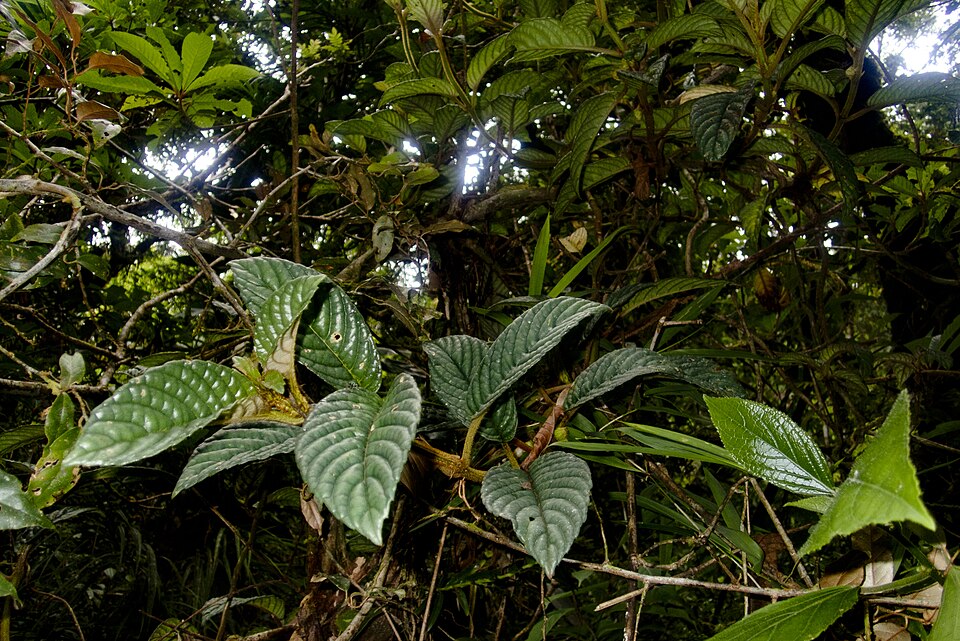 Cyrtandra sp.