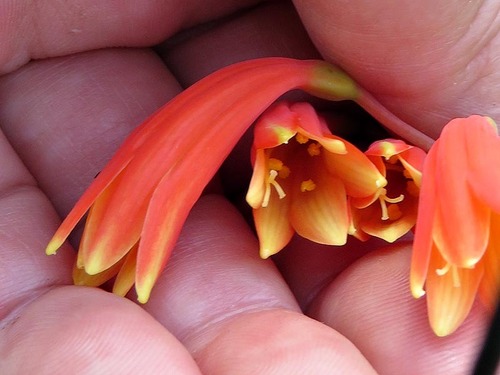 Cyrtanthus bicolor (Fire lily) — photo