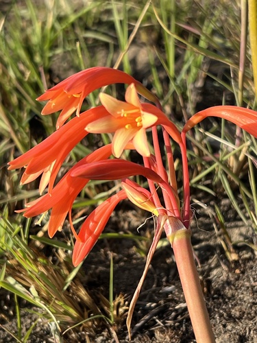 Cyrtanthus bicolor