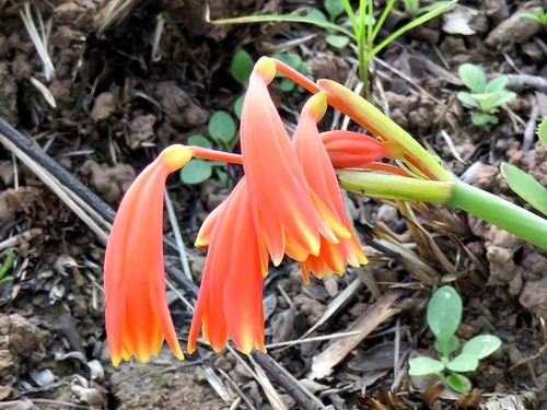 Cyrtanthus bicolor (Fire lily) — photo